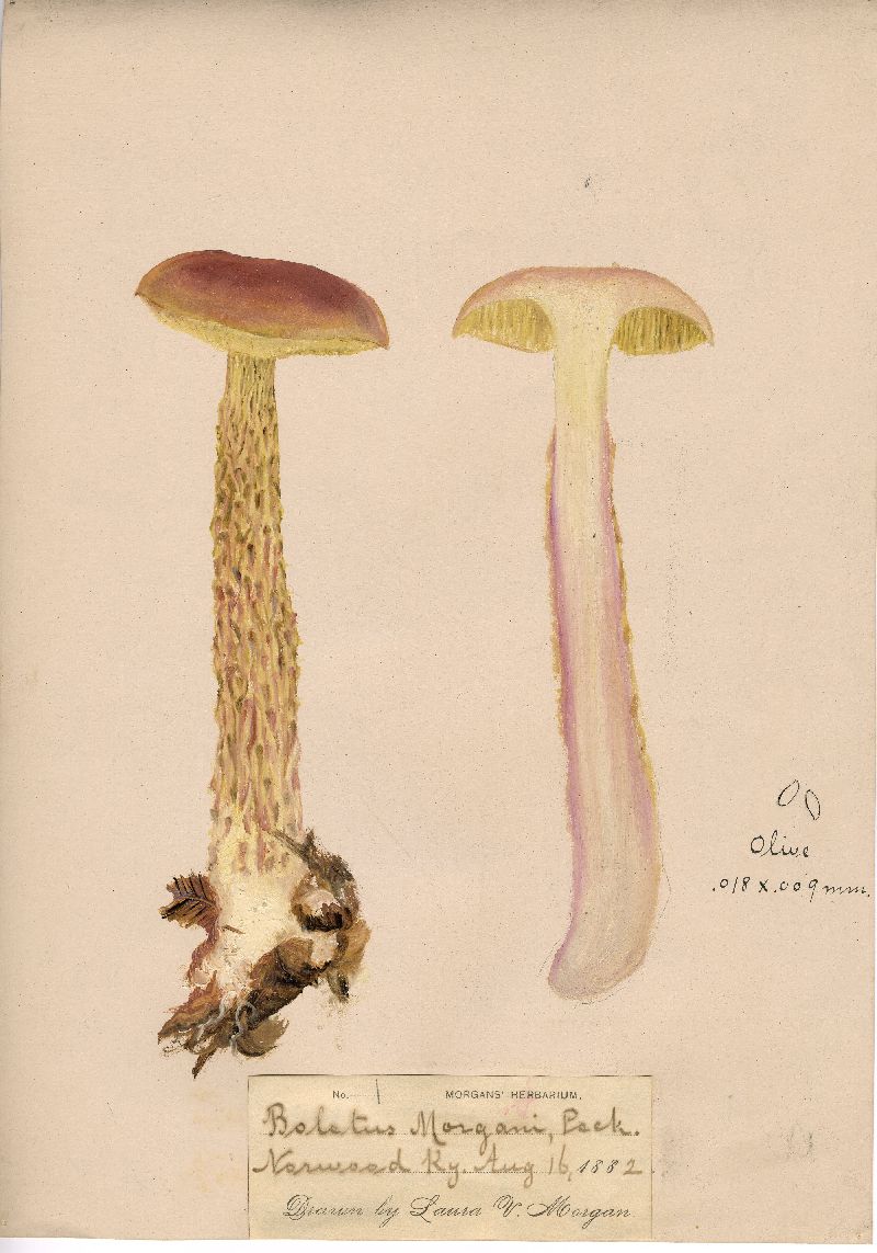 Boletus morgani image