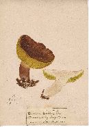 Boletus badius image