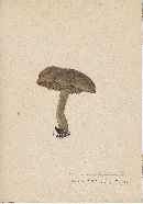 Boletus ampliporus image