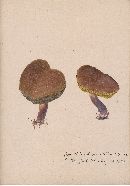 Boletus chrysenteron image