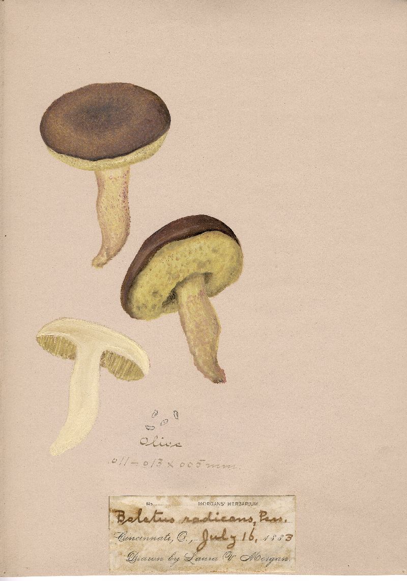 Boletus radicans image