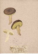 Boletus radicans image