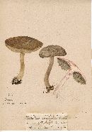 Boletus sordidus image