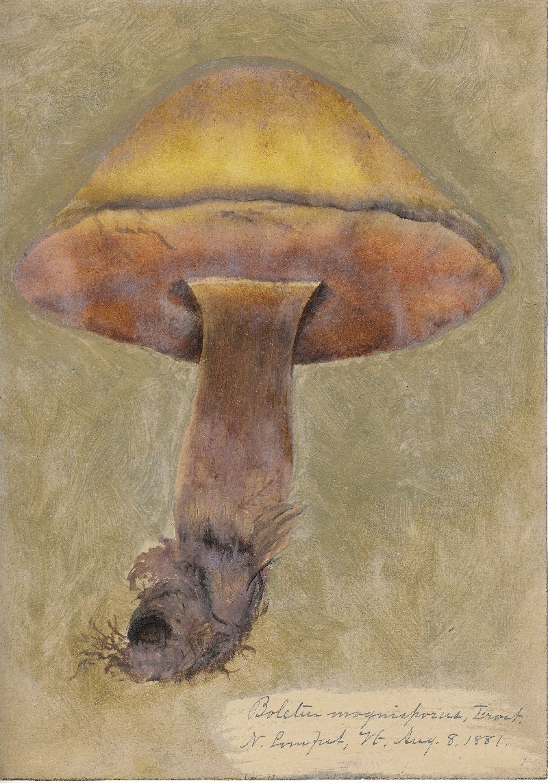 Boletus magnisporus image