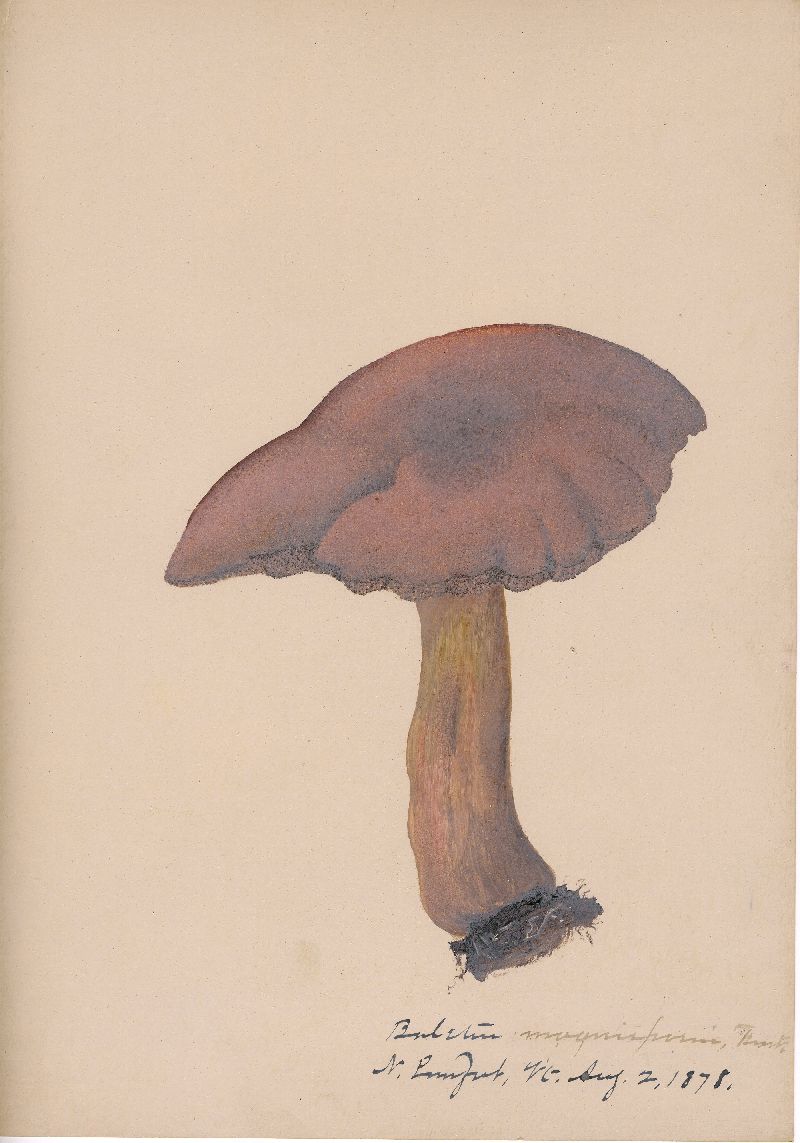 Boletus magnisporus image