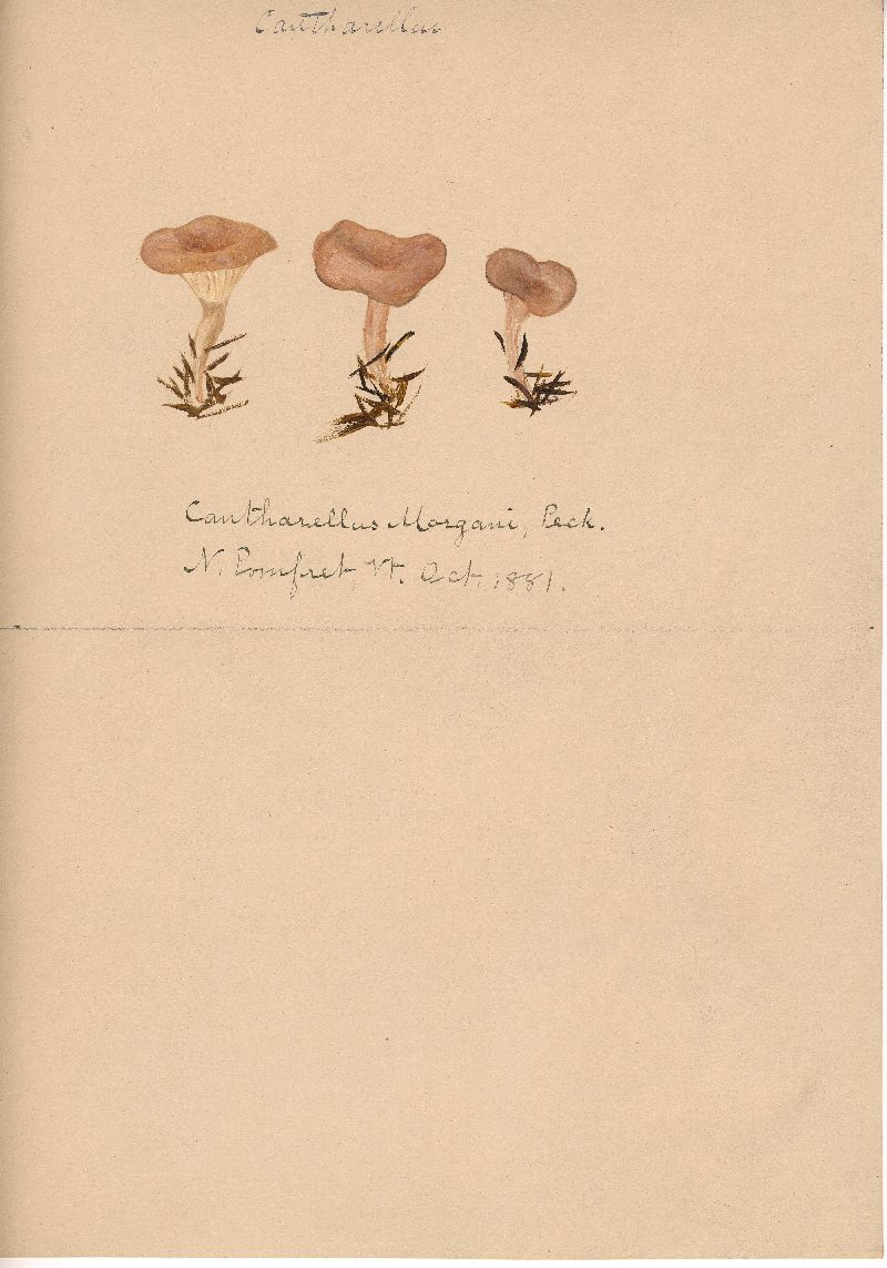 Cantharellus morganii image