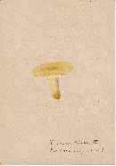 Russula lutea image