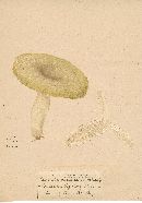 Russula virescens image