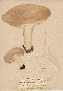 Russula sordida image