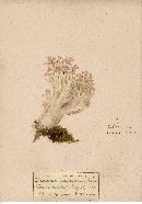 Clavaria rufescens image