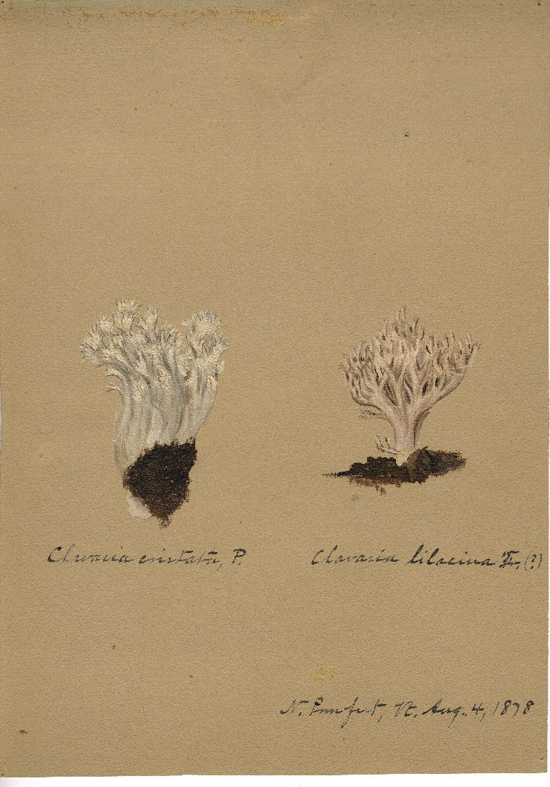 Clavaria lilacina image
