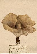 Polyporus picipes image