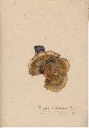 Hapalopilus nidulans image
