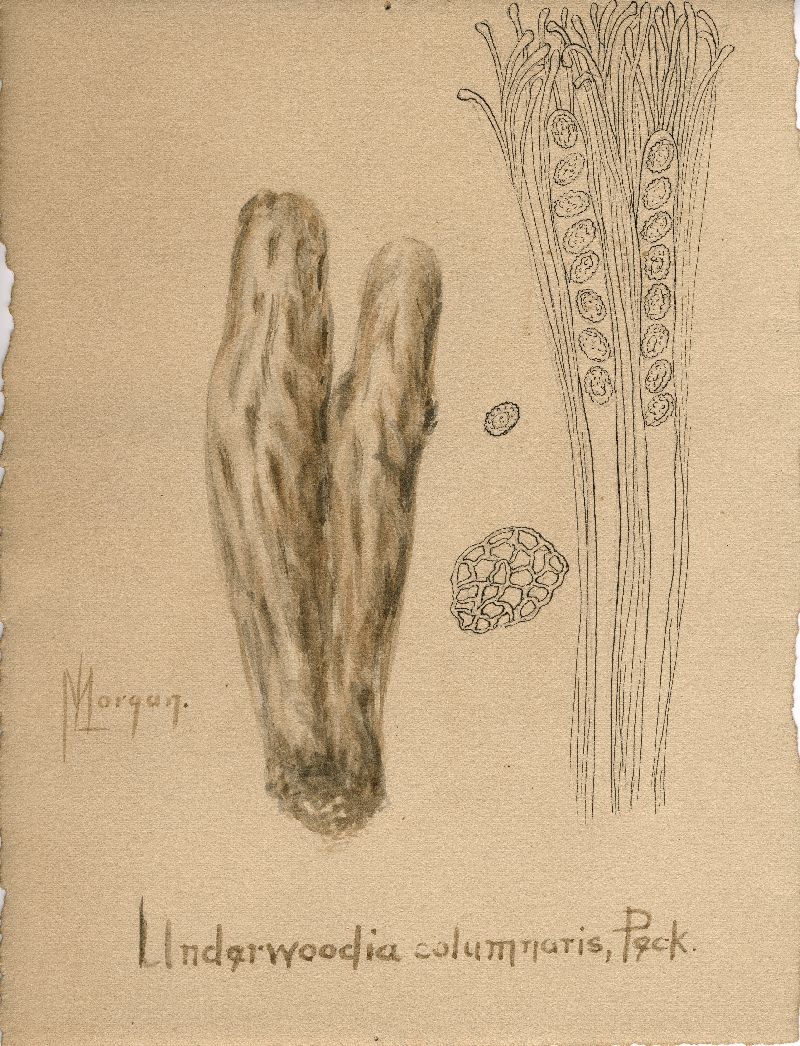 Underwoodia columnaris image