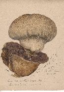 Calvatia cyathiformis image