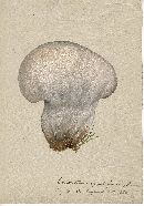 Calvatia cyathiformis image