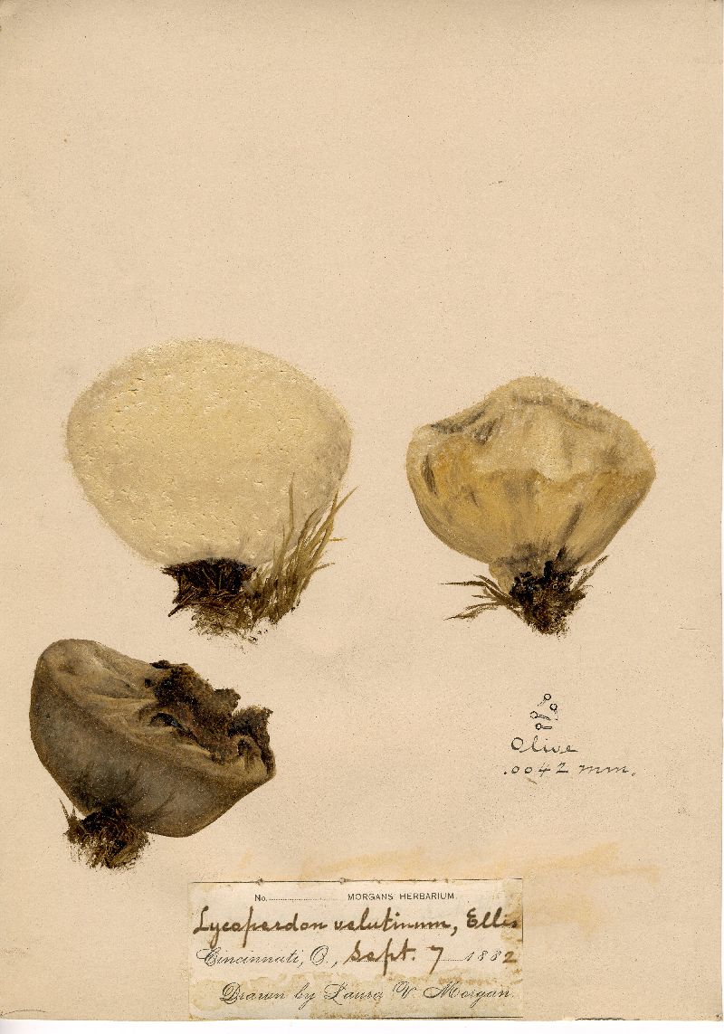 Lycoperdon velutinum image