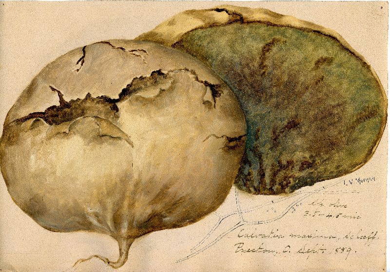Calvatia maxima image