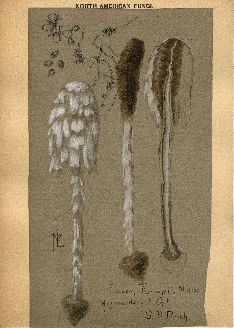 Podaxon farlowii image