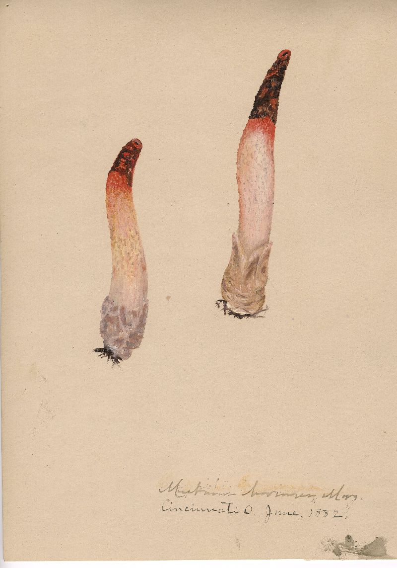 Mutinus bovinus image
