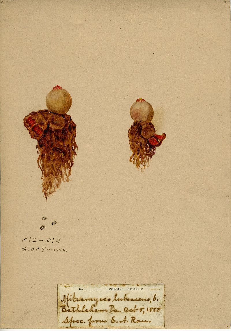 Mitremyces lutescens image