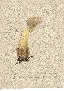 Phallus ravenelii image