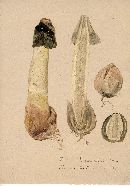 Phallus ravenelii image