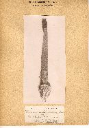 Phallus rubicundus image