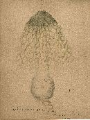 Phallus indusiatus image