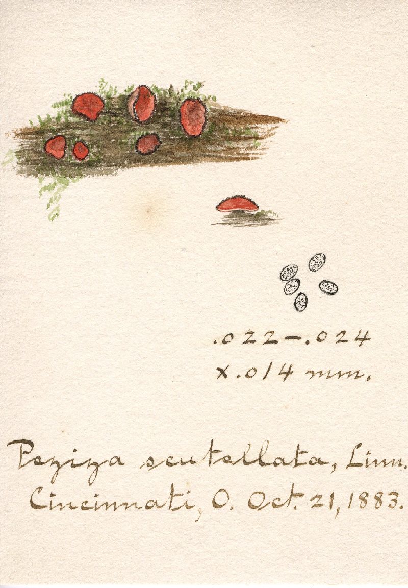 Peziza scutellata image
