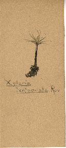 Xylaria tentaculata image
