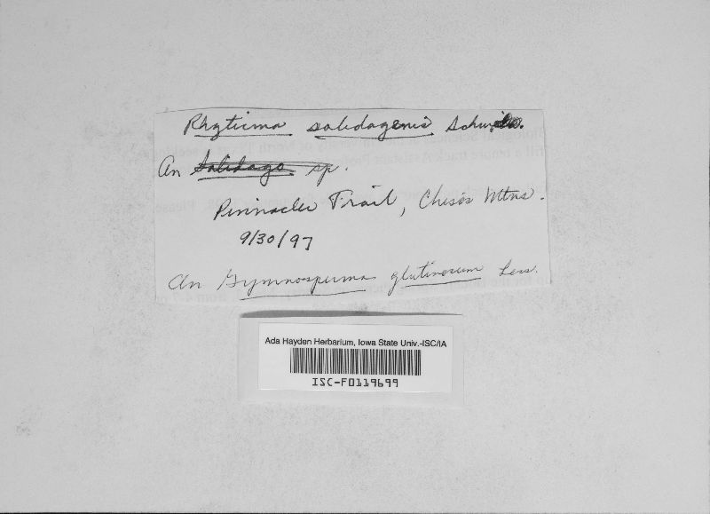 Rhytisma solidaginis image