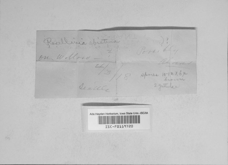 Rosellinia abietina image
