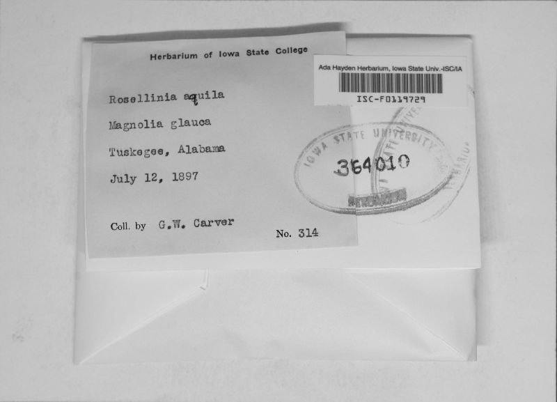 Rosellinia aquila image