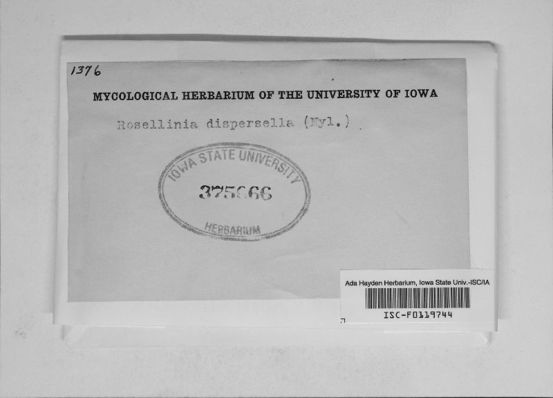 Amphisphaerella dispersella image