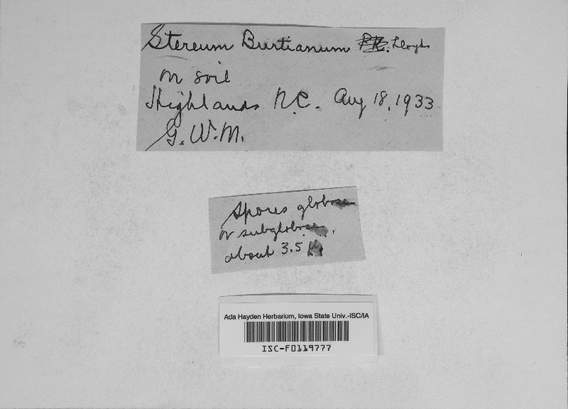 Stereum burtianum image