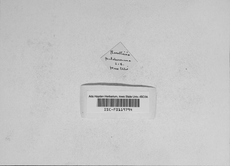 Rosellinia pulcherrima image