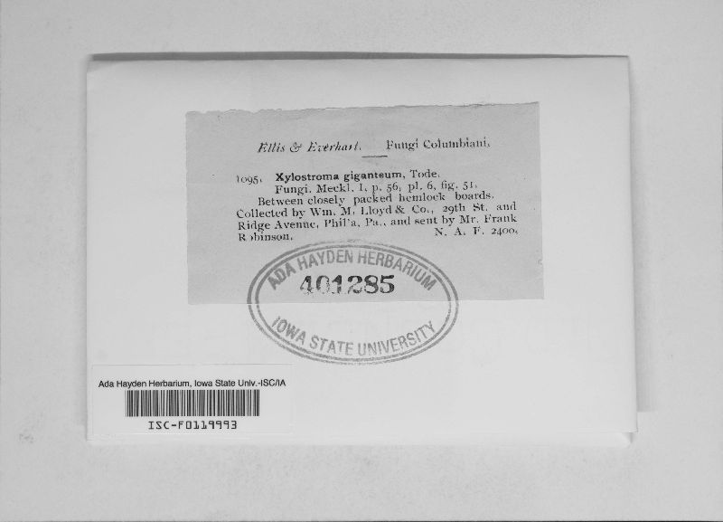 Xylostroma giganteum image