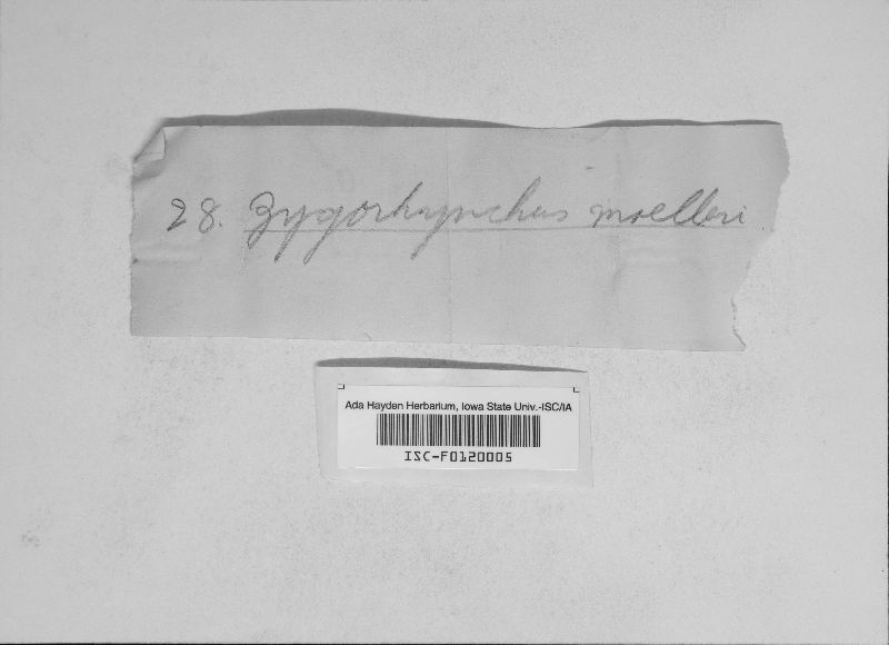 Zygorhynchus moelleri image
