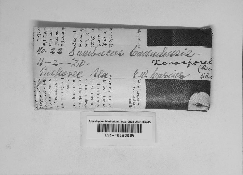 Xenosporium image