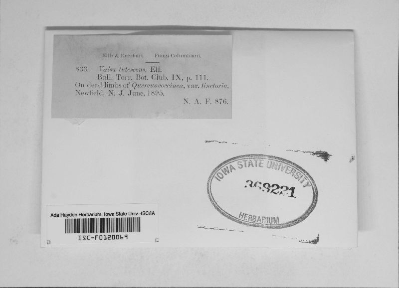 Valsa lutescens image