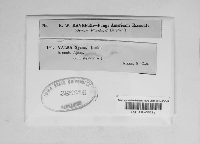 Valsa nyssae image