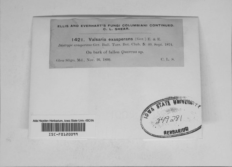 Valsaria fulvopruinata image