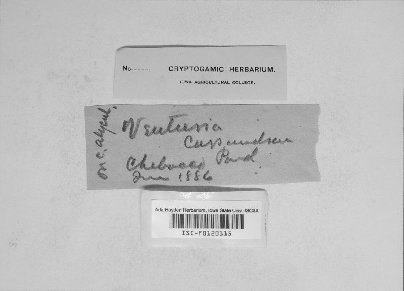 Venturia cassandrae image