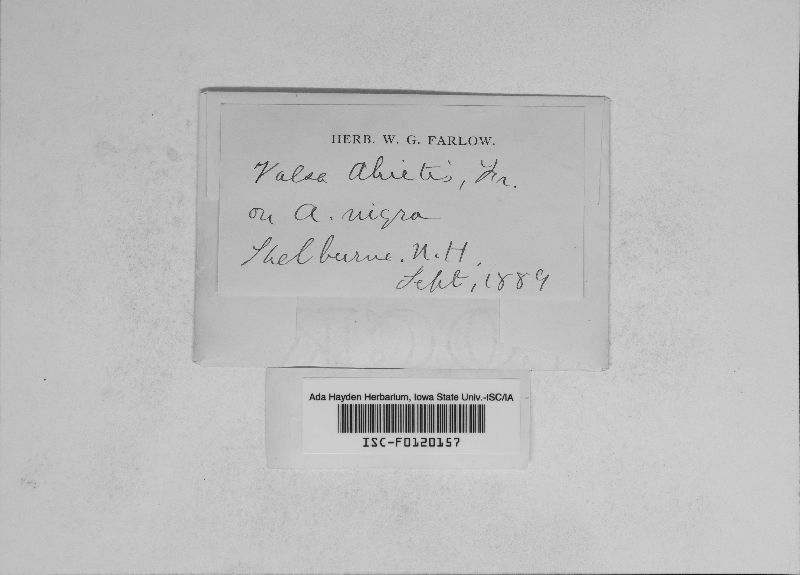 Valsa abietis image