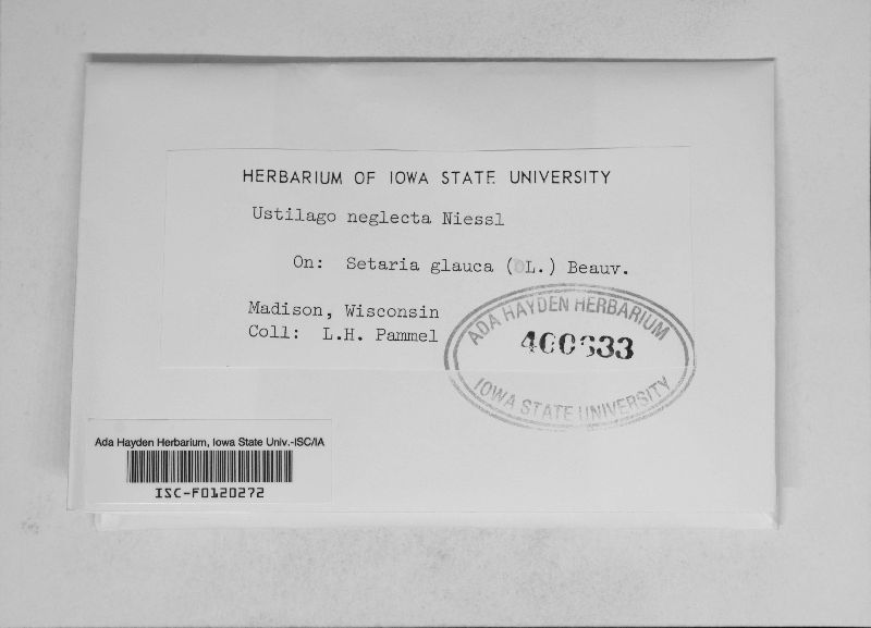 Macalpinomyces neglectus image