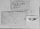 Ustilago maydis image