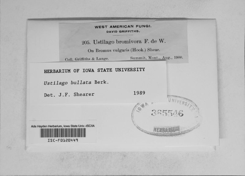 Ustilago bullata image