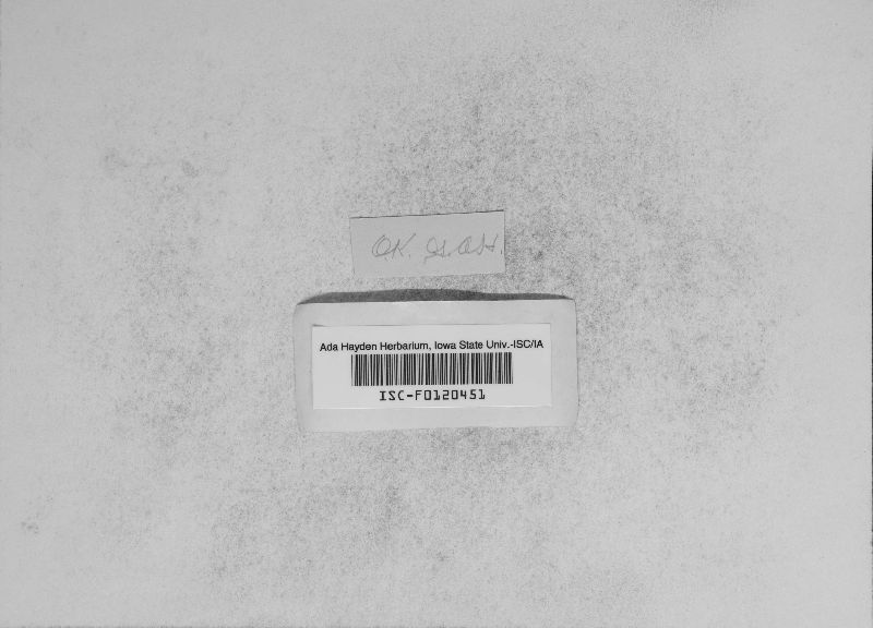 Ustilago bullata image