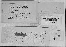 Ustilago bullata image